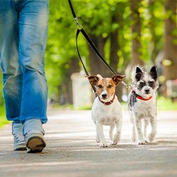 Dog Leashes - Two Dog Couplers